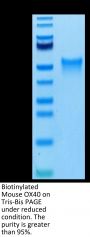 Biotinylated Mouse OX40/TNFRSF4/CD134 Protein (OX4-MM440B)