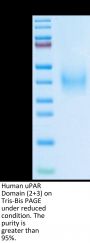 Human uPAR/PLAUR Domain (2+3) Potein (PAR-HM1D4)