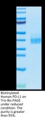 Biotinylated Human PD-L1/B7-H1 Protein (PDL-HM410B)
