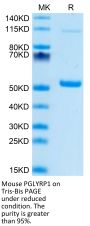 Mouse PGLYRP1 Protein (PGL-MM201)