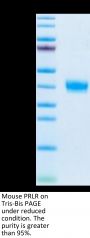 Mouse PRLR Protein (PLR-MM101)