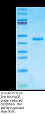 Human PTH Protein (PTH-HM201)