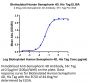 Biotinylated Human Semaphorin 4D/SEMA4D/CD100 Protein (SEM-HM44DB)