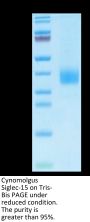 Cynomolgus Siglec-15/CD33L3 Protein (SIG-CM415)