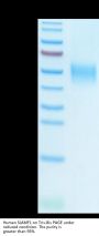 Human SLAMF1/SLAM/CD150 Protein (SLA-HM1MF)