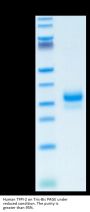 Human TFPI-2 Protein (TFP-HM102)