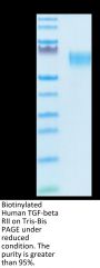 Biotinylated Human TGF-beta RII/TGFBR2 Protein (TGF-HM3R2B)