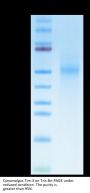 Cynomolgus Tim-3/HAVCR2 Protein (TIM-CM131)