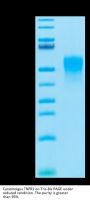 Cynomolgus TNFR2/CD120b/TNFRSF1B Protein (TNF-CM1R2)