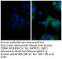 Goat Anti-Mouse IgG(H+L), Human ads-AF488