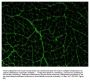 Goat Anti-Type III Collagen-UNLB