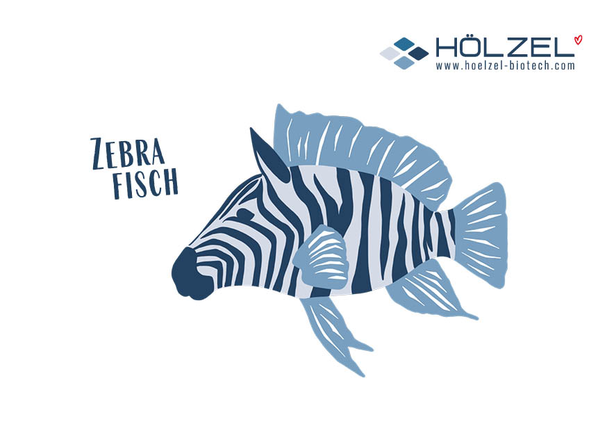 Zebrafisch Postkarte anfordern