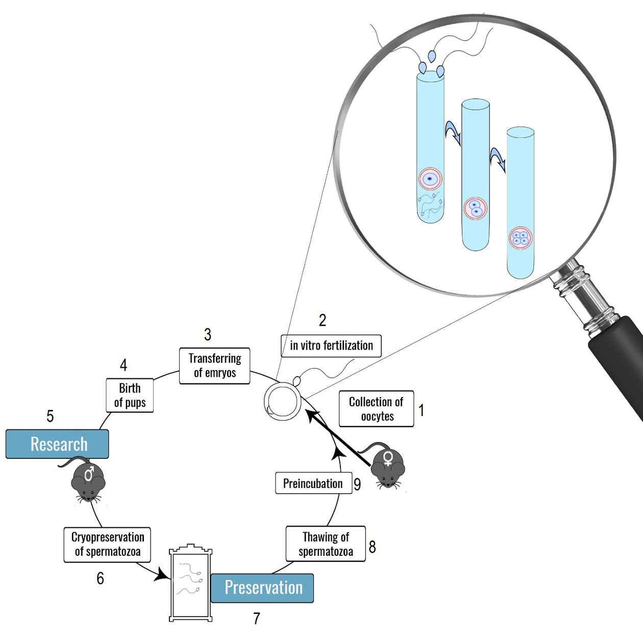 Maus in-vitro Fertilisation